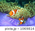 カクレクマノミとイソギンチャク