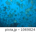 ヒメツバメウオ