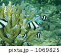 ムスジリュウキュウスズメダイとデバスズメダイ