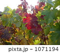 1071194
