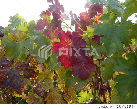 葉 赤色 紅葉