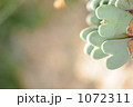 素材ナンバー 1072311 : 「想い」