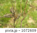 みの虫三兄弟