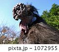 青空と黒色の烏骨鶏
