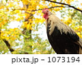 1073194