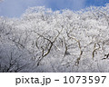 冬桜　樹氷