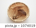 ザルに盛ったハタケシメジ