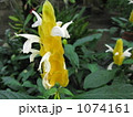 熱帯の花