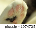 肉球 肉球