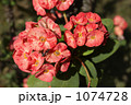 斑入りのハナキリンの花