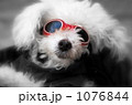 いけてる犬