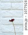 白壁に咲く花
