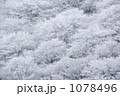 冬桜　樹氷