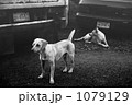 素材ナンバー 1079129 : 「無題」