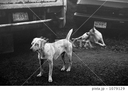 犬 白黒 動物