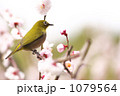メジロ