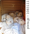 白い子犬