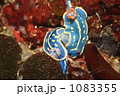アオウミウシの交接