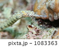 クチナガヨウジウオ