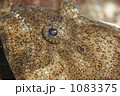 ヒラメ