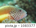 ホシゴンベ