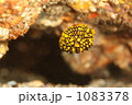 マツカサウオの幼魚