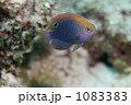 メガネスズメダイの幼魚