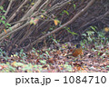 素材ナンバー 1084710 : 「アカハラ」