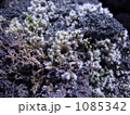 1085342