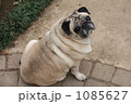 見上げたパグ