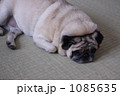 座敷でおねむのパグ