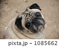 見上げたパグ