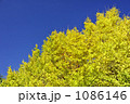 銀杏並木の紅葉