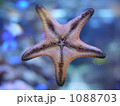 ヒトデのアップ