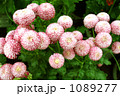 花達