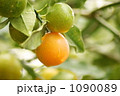一足早く熟れた金柑