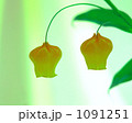 1091251