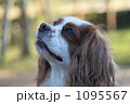 キャバリア