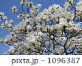 木蓮の花