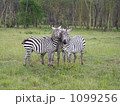 シマウマ