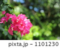 夏の華