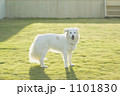 1101830