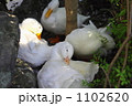 4羽のあひる