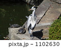 青鷺と臭亀