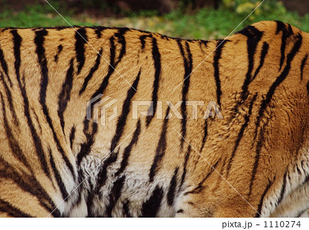 「トラ」の写真素材 「トラ」の写真素材