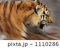 トラ