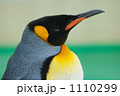 トラ