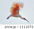 1111074