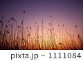 芦原の夕焼け