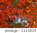 水面に紅葉